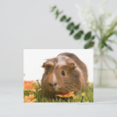 cavia ' s op een gras briefkaart (Staand voorkant)