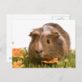 cavia ' s op een gras briefkaart (Voorkant / Achterkant)