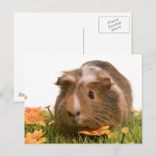 cavia ' s op een gras briefkaart (Voorkant / Achterkant)