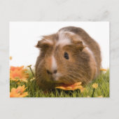 cavia ' s op een gras briefkaart (Voorkant)