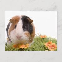 cavia ' s op een gras
