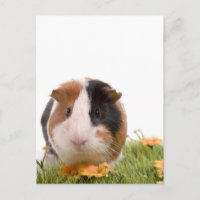 cavia ' s op een gras