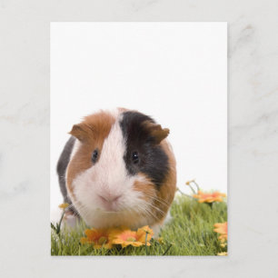 cavia ' s op een gras briefkaart
