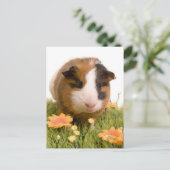cavia ' s op een gras briefkaart (Staand voorkant)