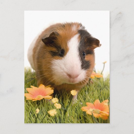 cavia ' s op een gras briefkaart (Voorkant)