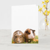 cavia ' s op een gras kaart (Gele Bloem)