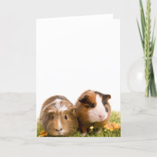 cavia ' s op een gras kaart