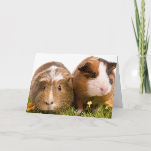 cavia ' s op een gras kaart (Voorkant)