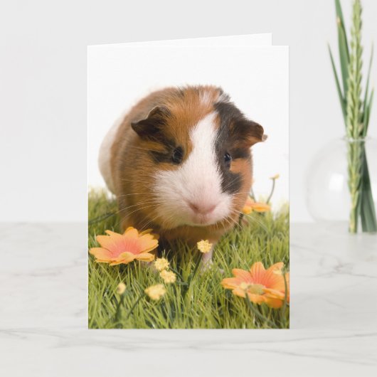cavia ' s op een gras kaart (Voorkant)