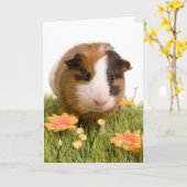 cavia ' s op een gras kaart (Gele Bloem)