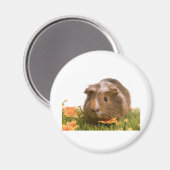cavia ' s op een gras magneet (Voorkant / Achterkant)