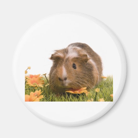 cavia ' s op een gras magneet (Voorkant)