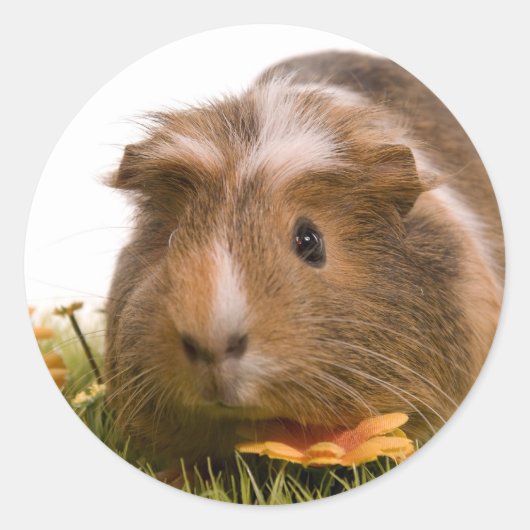cavia ' s op een gras ronde sticker (Voorkant)