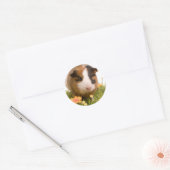 cavia ' s op een gras ronde sticker (Envelop)