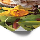 Cavia tussen de narcissen poster (Hoek)