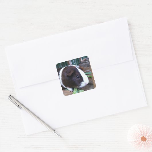 cavia vierkante sticker (Envelop)