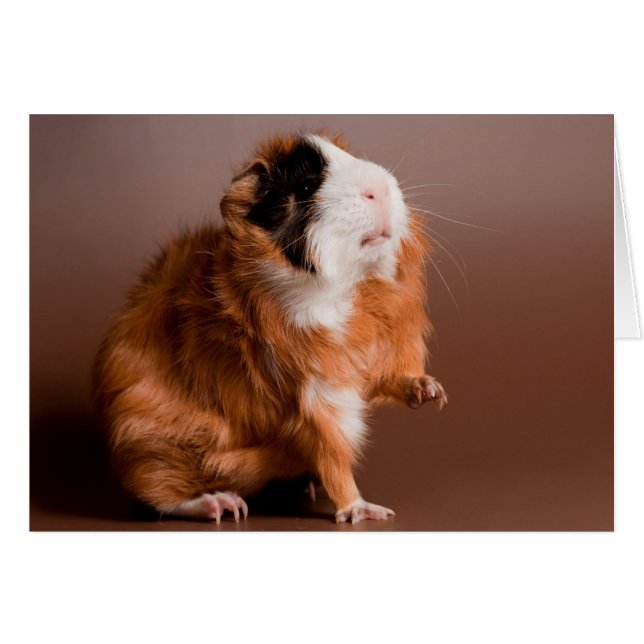 cavia's (Voorkant Horizontaal)