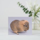 cavia's, briefkaart (Staand voorkant)