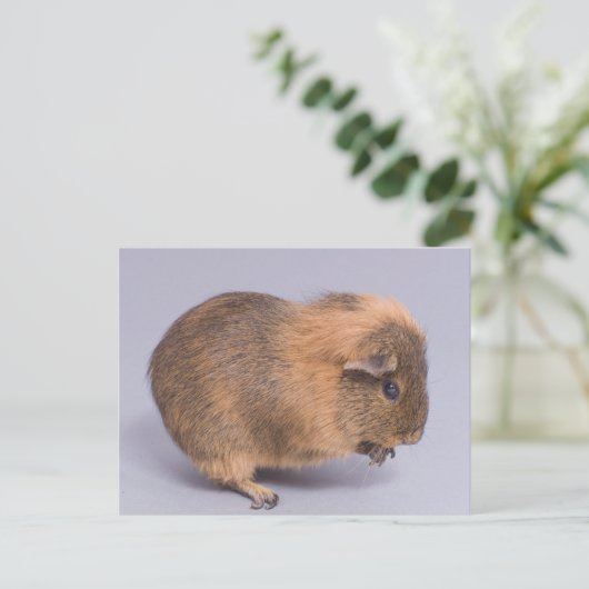 cavia's, briefkaart (Staand voorkant)