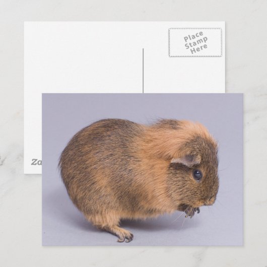cavia's, briefkaart (Voorkant / Achterkant)
