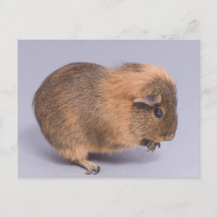 cavia's, briefkaart
