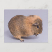 cavia's, briefkaart (Voorkant)
