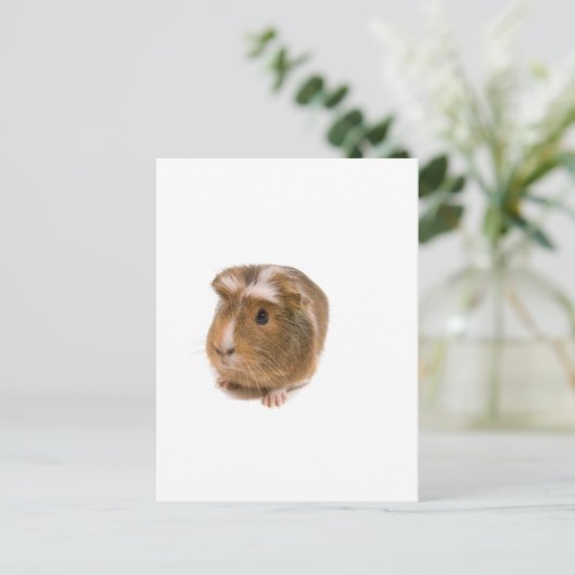 cavia's briefkaart (Staand voorkant)