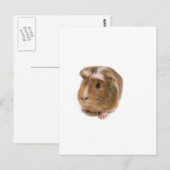 cavia's briefkaart (Voorkant / Achterkant)