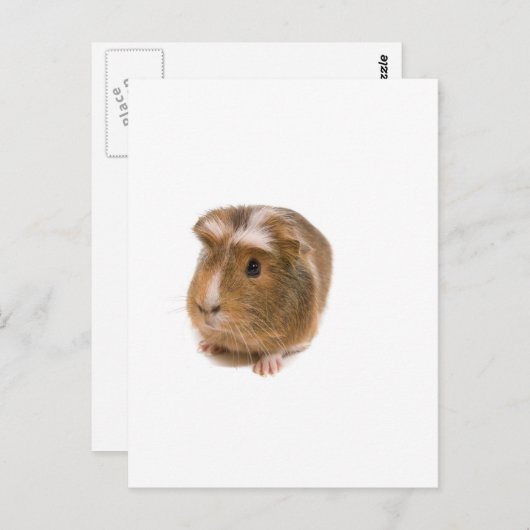cavia's briefkaart (Voorkant / Achterkant)