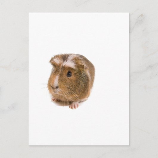 cavia's briefkaart (Voorkant)