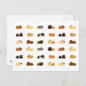 Cavia's Briefkaart (Voorkant / Achterkant)