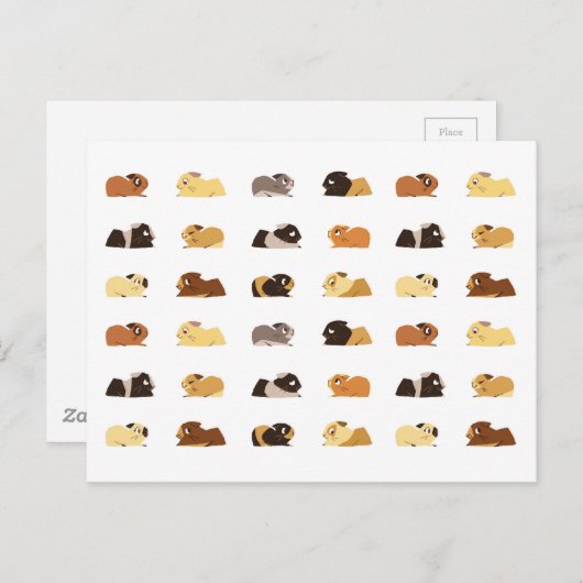 Cavia's Briefkaart (Voorkant / Achterkant)