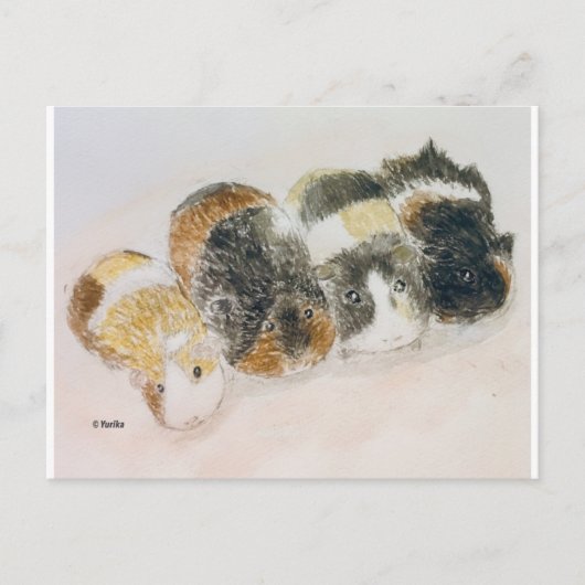 cavia's briefkaart (Voorkant)