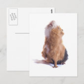 cavia's, briefkaart (Voorkant / Achterkant)