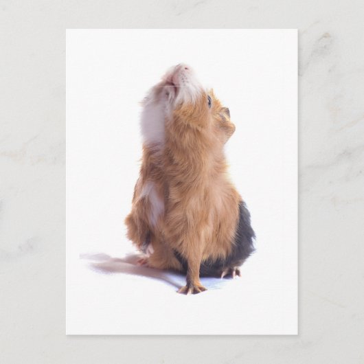 cavia's, briefkaart (Voorkant)