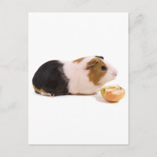 cavia's die een appel eten briefkaart