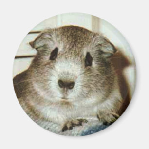 cavia's magnet
