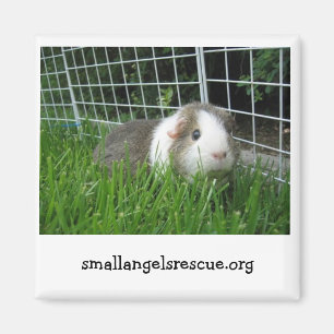 cavia's magnet