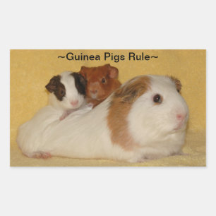 Cavia's Regel Stickers