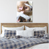Cavia's van dichtbij canvasprint canvas afdruk (Insitu (Slaapkamer))