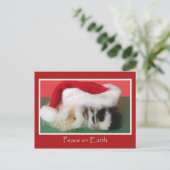 Cavy Christmas Guinea Pig Post Card Feestdagenkaart (Staand voorkant)