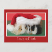 Cavy Christmas Guinea Pig Post Card Feestdagenkaart (Voorkant)