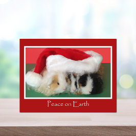 Cavy Christmas Guinea Pig Post Card Feestdagenkaart