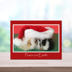 Cavy Christmas Guinea Pig Post Card Feestdagenkaart