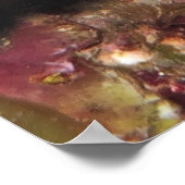 Caye Calker Graysby Poster (Hoek)