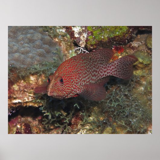 Caye Calker Graysby Poster (Voorkant)