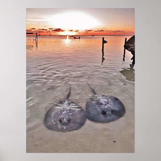 Caye Caulker Stingray Sunset Poster (Voorkant)