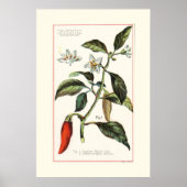 CAYENNE - BOTANISCHE ILLUSTRATIE UIT HET VERLEDEN POSTER (Voorkant)