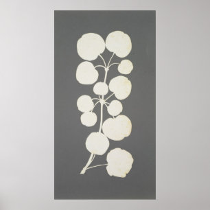Cayenne Pepper Poster