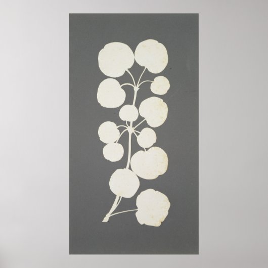 Cayenne Pepper Poster (Voorkant)